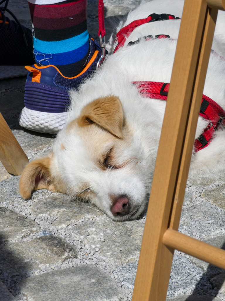 der meditierende Hund