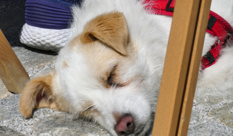 der meditierende Hund