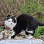Kater